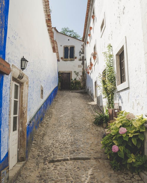 Free stock photo of colors, obidos, plants