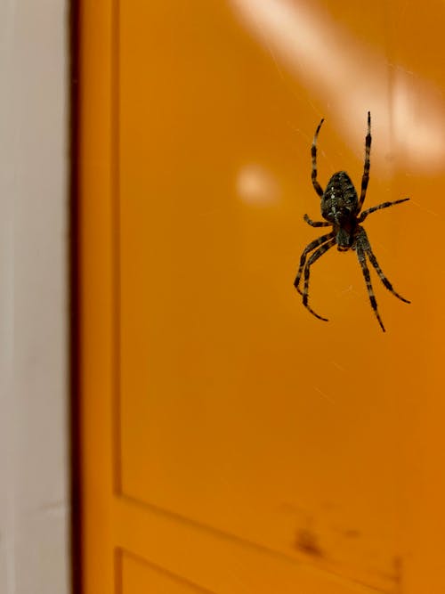 Fotos de stock gratuitas de araña