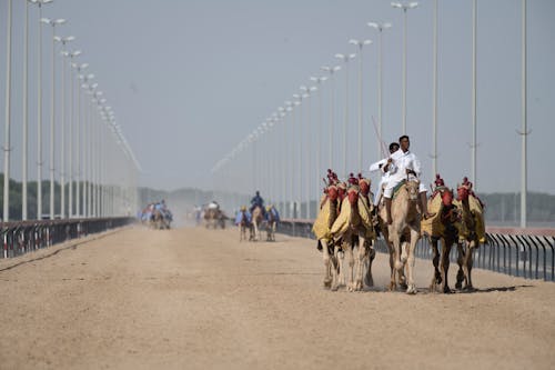 Ücretsiz çöl, develer, hayvanlar içeren Ücretsiz stok fotoğraf Stok Fotoğraflar