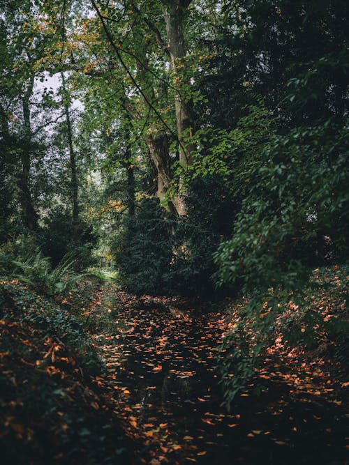 Immagine gratuita di alberi verdi, bosco, foresta