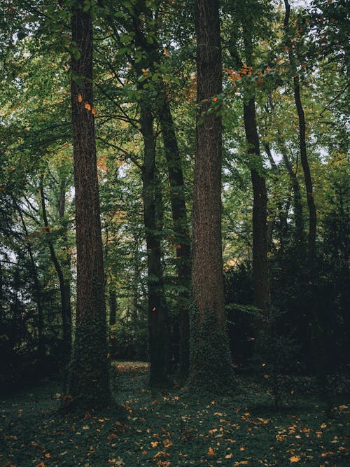 Green Trees in the Forest