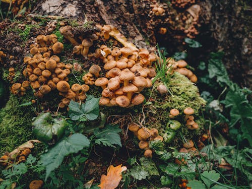 Gratuit Photos gratuites de champignons, champignons vénéneux, croissance Photos