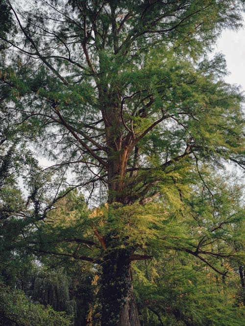 Immagine gratuita di albero verde, boschi, foresta