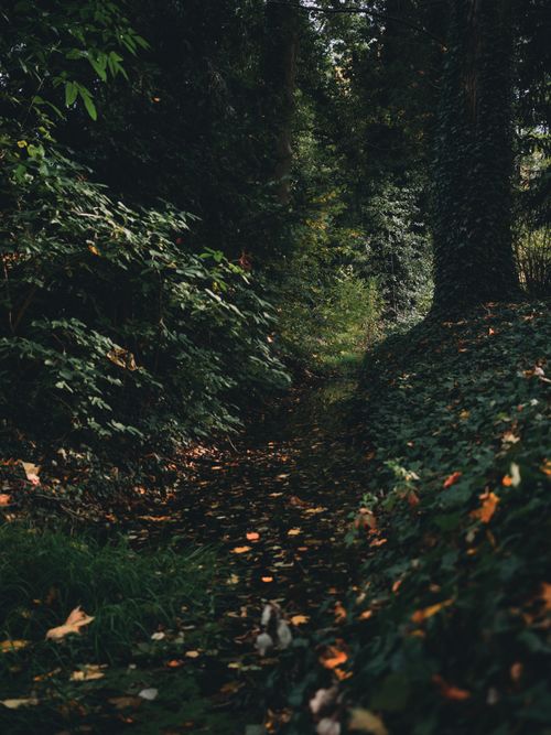 Free A tranquil forest path covered in fallen leaves during autumn, surrounded by lush greenery. Stock Photo