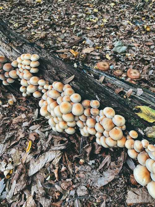 Free Mushrooms on the Forest Floor Stock Photo