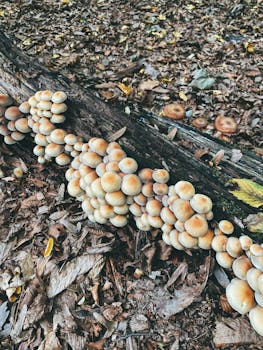 Close-up of wild mushrooms growing on a fallen log in a forest.