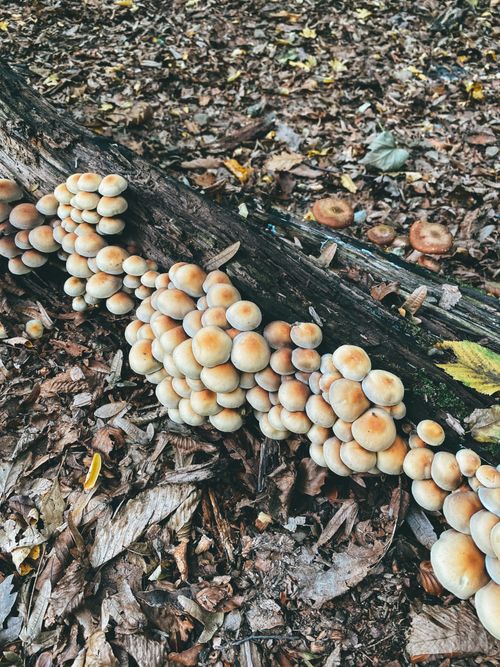 Free Close-up of wild mushrooms growing on a fallen log in a forest. Stock Photo