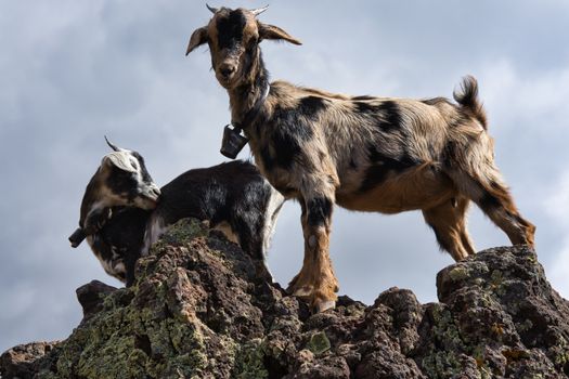 Two goats standing on rocky terrain with a cloudy sky backdrop, showcasing their mountain habitat.