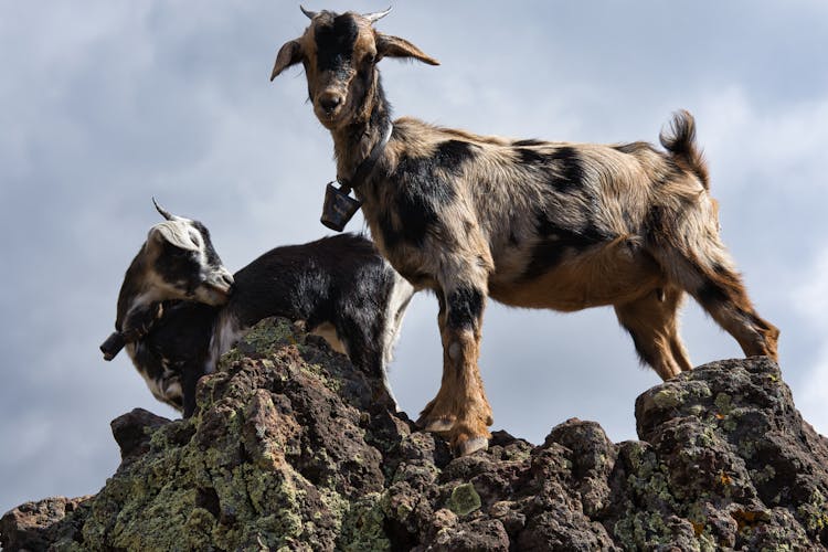 A Goat Standing On The Rock