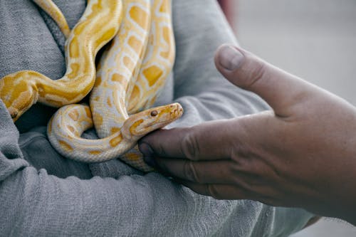 黄色と白のヘビを持っている人のクローズアップ写真