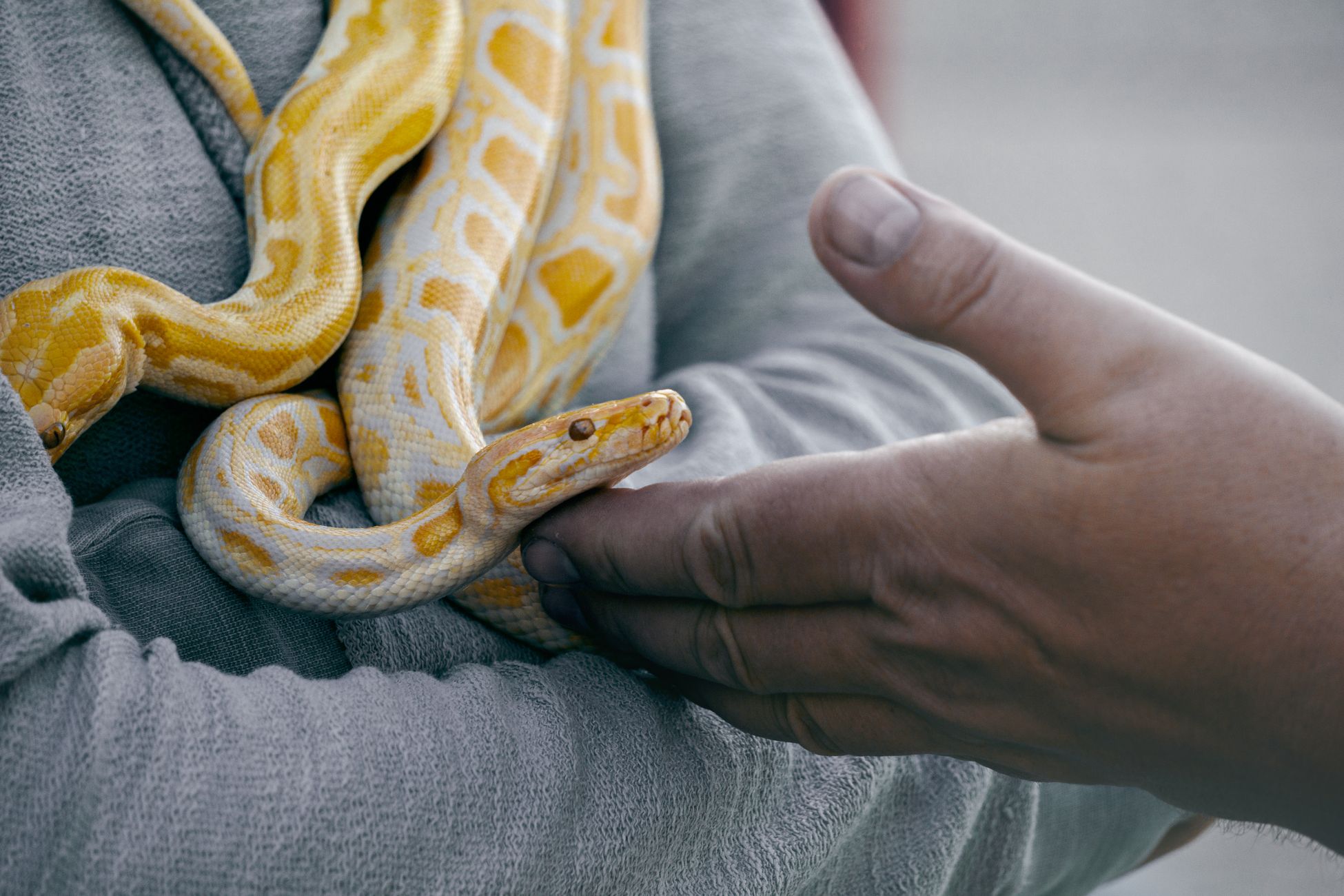 Python gevonden in kringloopwinkel zorgt voor angst
