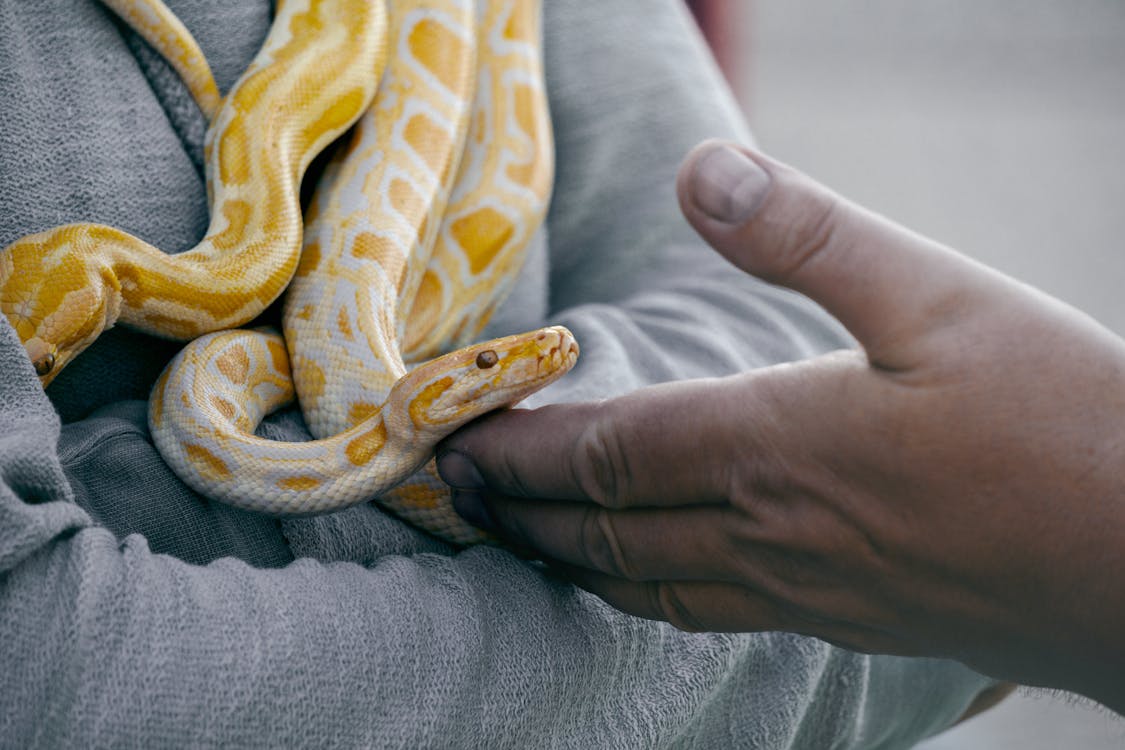 Free Close-Up Photo of Person Holding Yellow and White Snake Stock Photo