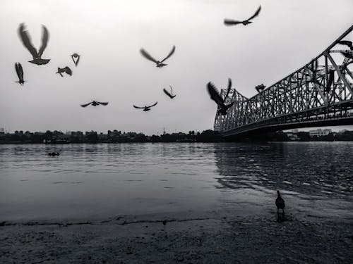 Photos gratuites de animaux, crique, échelle des gris