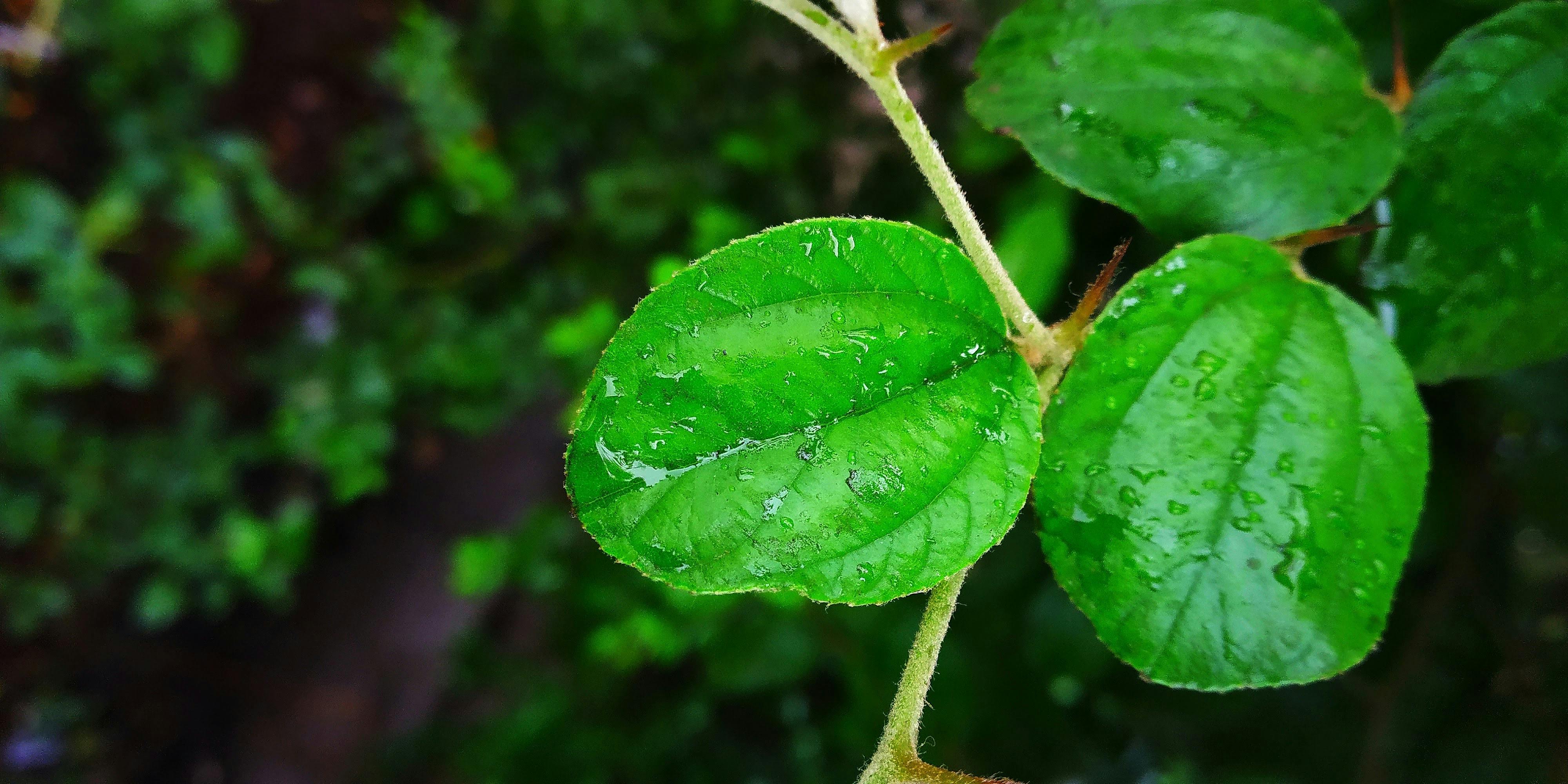 Free stock photo of nature, nature life, nature photography