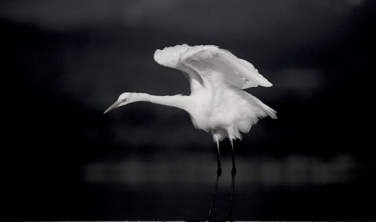 White Egret Flapping Its Wings