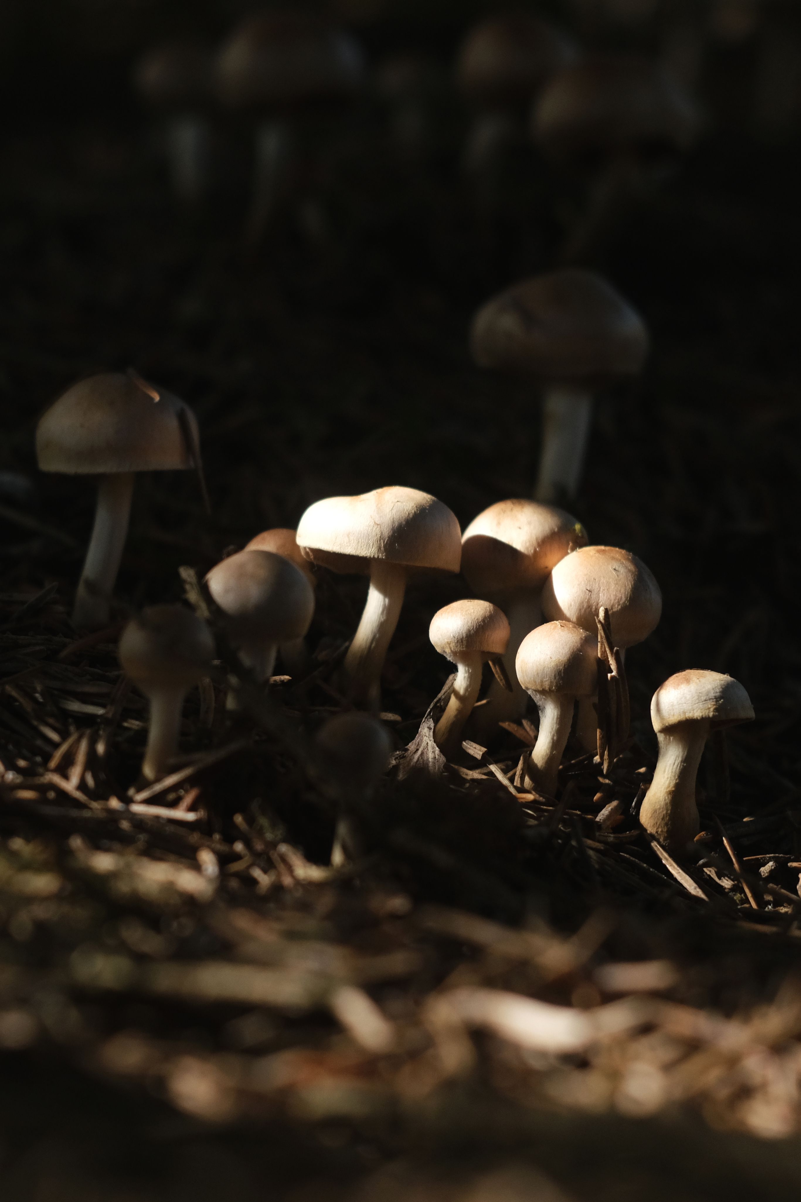 Functional mushrooms in nature