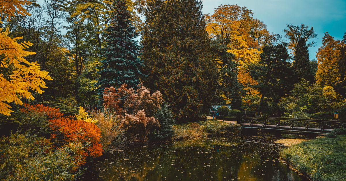 Cómo la Naturaleza Mejora Tu Bienestar Emocional