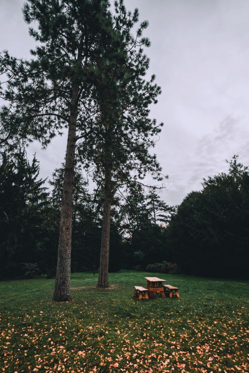 Free Serene picnic spot in a lush park with tall trees and fallen leaves on grass. Stock Photo