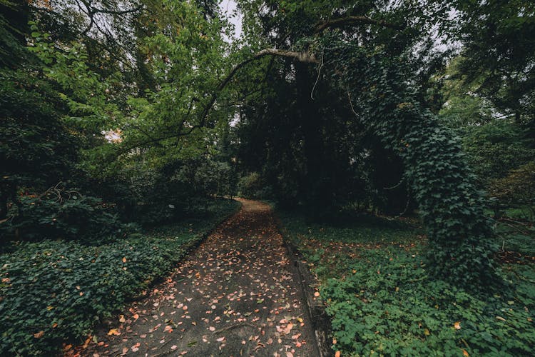 Photo Of A Pathway In The Forest