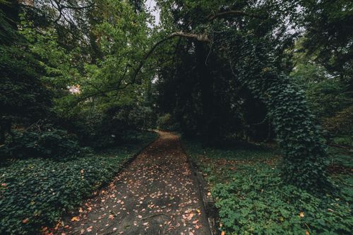 Free A serene forest pathway surrounded by lush green foliage, creating a peaceful natural escape. Stock Photo