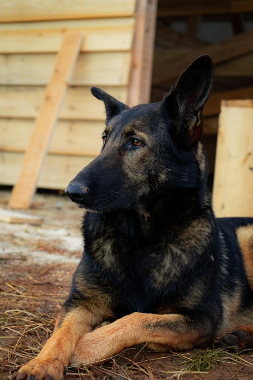 Foto profissional grátis de animal, animal de estimação, cachorro