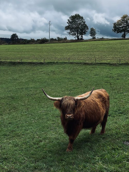 無料 ハイランド牛, 動物, 哺乳類の無料の写真素材 写真素材