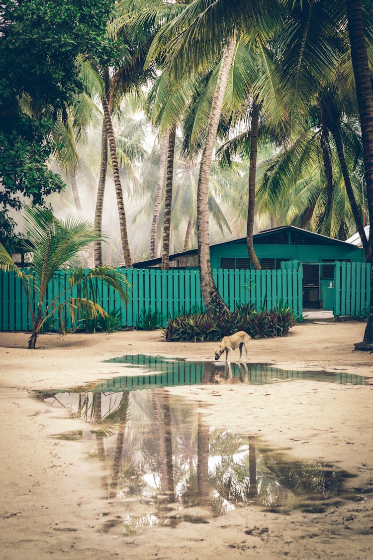 Dog Drinking From A Puddle In Front Of A Hut Surrounded By Palm Trees