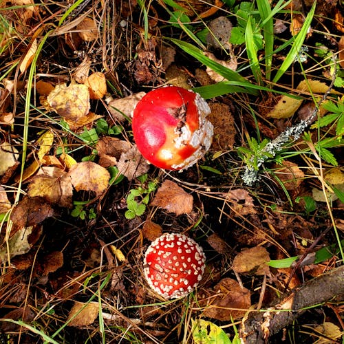 Fly Agarics Growing on a Forest Floor