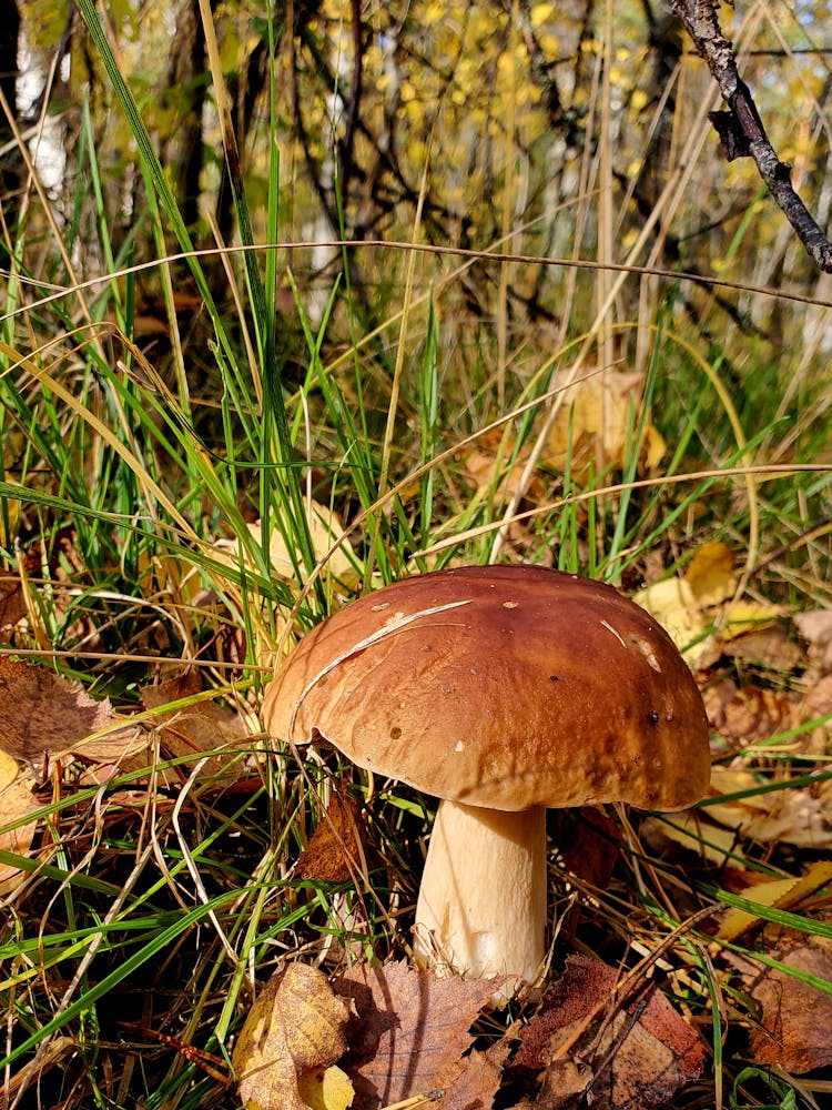 Close-Up Shot Of A Mushroom