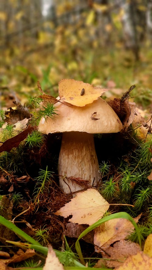 Gratis stockfoto met detailopname, grit, paddenstoel