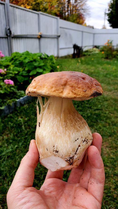 A hand holding a porcini mushroom