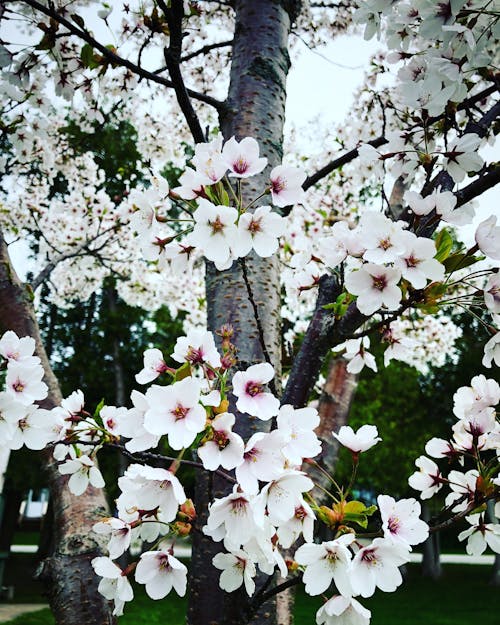 Árbol Floreciente De Pétalos Blancos