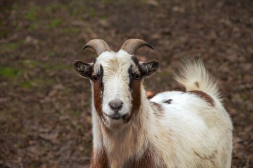 Free A close-up view of a goat standing outdoors on a textured ground. Stock Photo