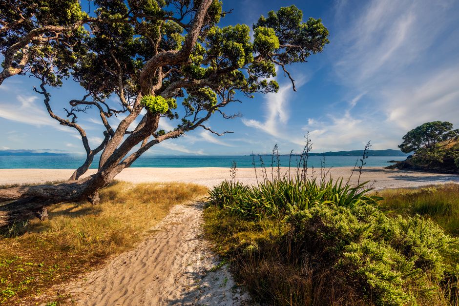 Photo by Juliano Baby on Pexels Beautiful summer day at Otama Beach, New Zealand, with lush trees and clear blue sea.