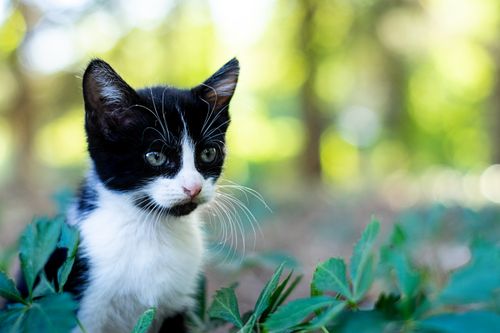 Free Close-up of a curious black and white kitten exploring outdoors, surrounded by greenery. Stock Photo