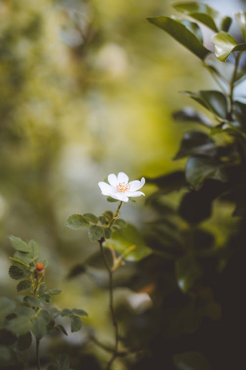 White Flower in Close Up Photography