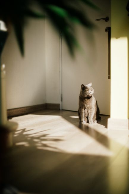 Gray British Shorthair cat basking in sunlight indoors, Antwerp, Belgium.