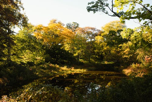 Gratis stockfoto met bomen, Bos, buiten