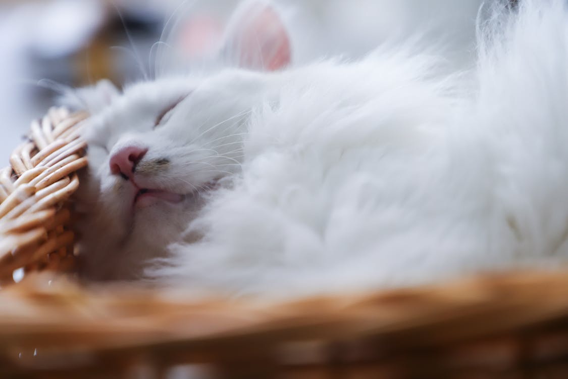 免费 短毛白猫 素材图片