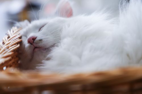 Free Close-up of a fluffy white cat peacefully sleeping in a woven basket indoors. Stock Photo