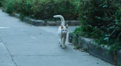 一只黑猫沿着绿树成荫的混凝土小路自信地漫步