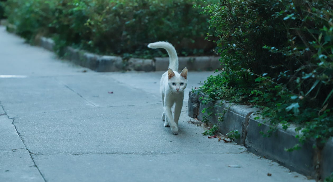 Free Short-coated Cat Walking Near Bushes Stock Photo