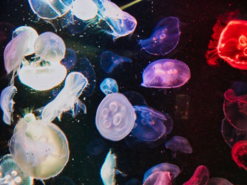 Free Colorful Jellyfish Stock Photo