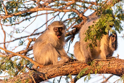 3.000+ melhores imagens de Macaco · Download 100% grátis · Fotos  profissionais do Pexels