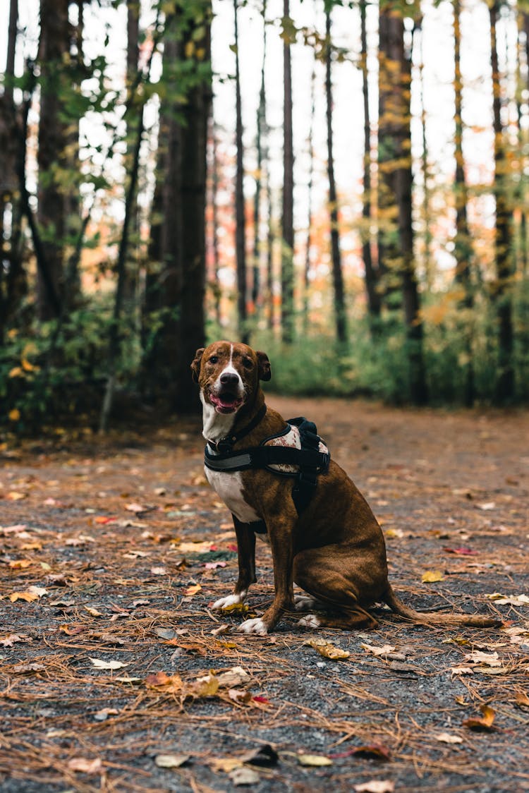 Plott Hound Dog Sitting On The Ground
