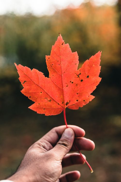 Free A hand holding a vibrant red maple leaf during fall in Ottawa, Canada. Stock Photo