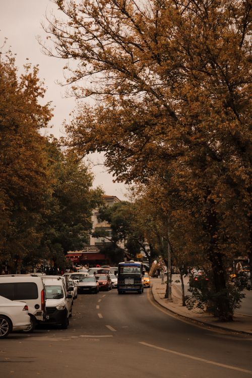 Free A bustling Ankara street in autumn lined with parked cars and trees. Stock Photo