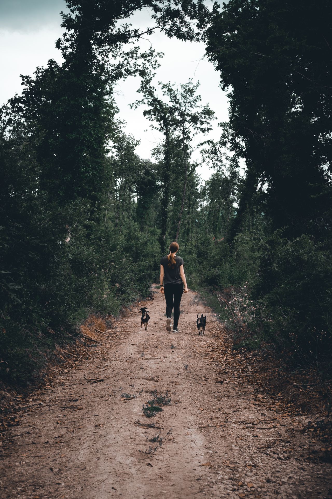 A woman walking dogs on a footpath