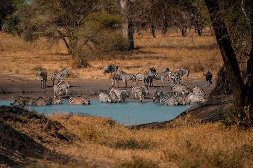Zebras Cooling in the Savanna River