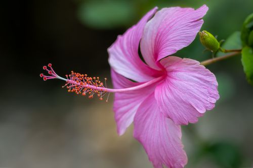 Free Delicate pink hibiscus flower captured in Sekinchan's natural beauty. Stock Photo